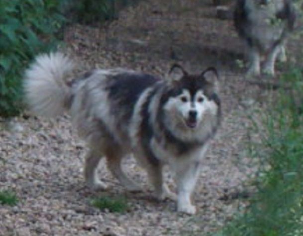 Les Chien finnois de Laponie de l'affixe des jardins de verone