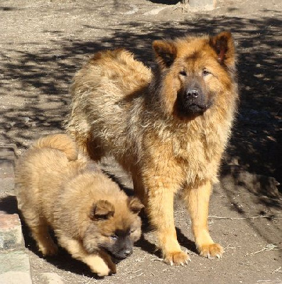 des jardins de verone - Eurasier - Portée née le 01/01/2024