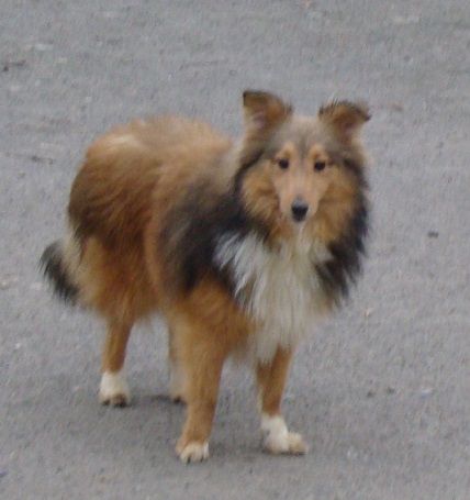 des jardins de verone - Chiot disponible  - Shetland Sheepdog