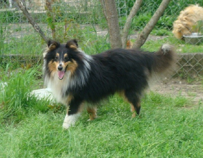 Onyx black star Des mille Eclats des Tournesols