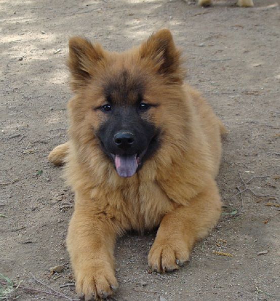 des jardins de verone - Chiots disponibles - Eurasier